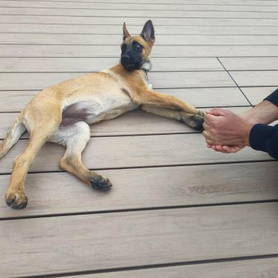 chiot malinois