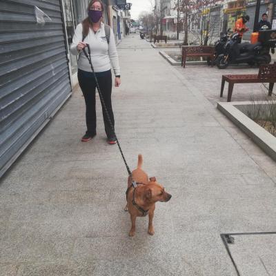 promenade chien