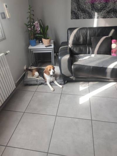 chien sage
