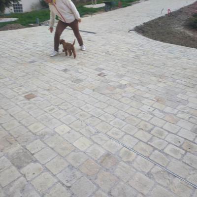 tricks chien