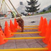 proprioception chiot