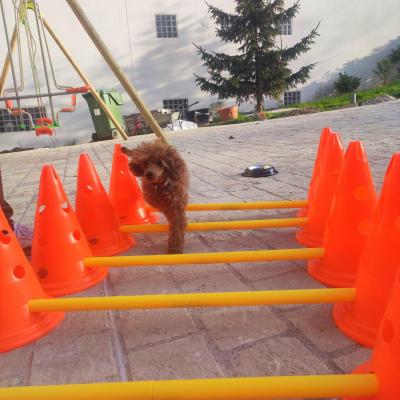 proprioception chiot