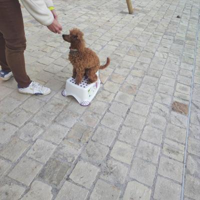 tricks chiot